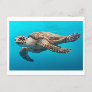 Sea Turtle Foto Postcard Postkarte