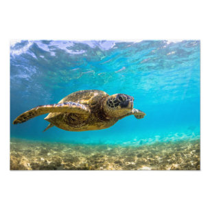 Sea Turtle Foto Print