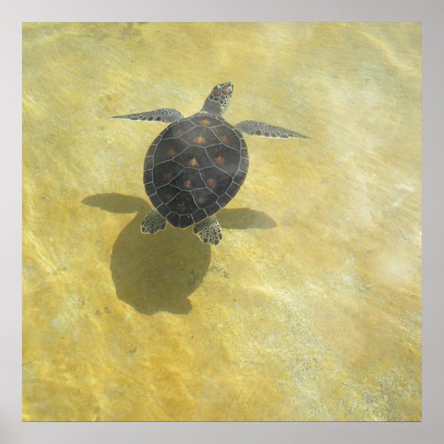 Sea Turtle Shadow Play Print Poster (Vorne)