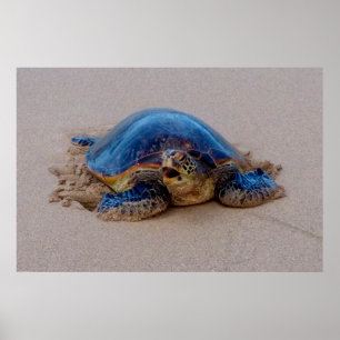 Sea Turtle Yawning Poster