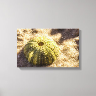 Sea Urchin auf nassem Meer Sand Canvas Print Leinwanddruck