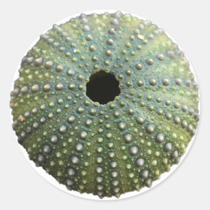 Sea Urchin Muschel Runder Aufkleber