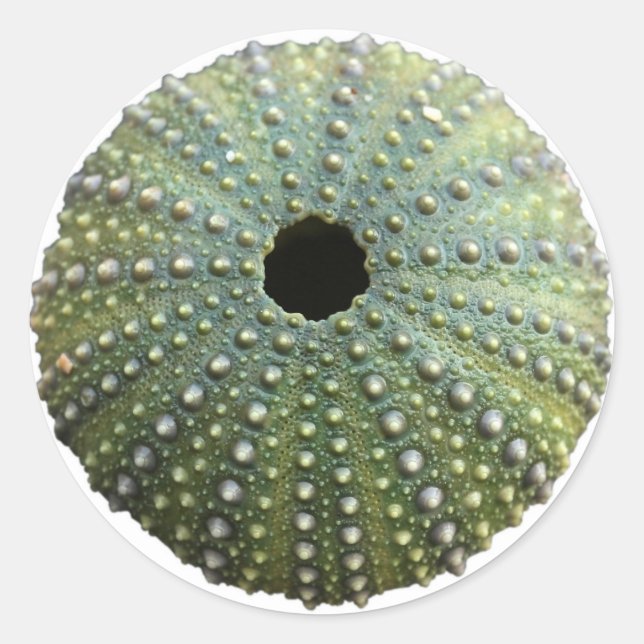 Sea Urchin Muschel Runder Aufkleber (Vorderseite)