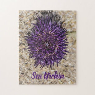 Sea Urchin Ocean Beach Holiday Sommer Souvenir