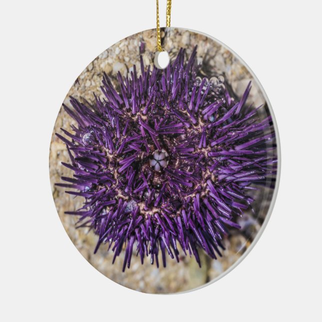 Sea Urchin Ocean Beach Holiday Sommer Souvenir Keramik Ornament (Links)