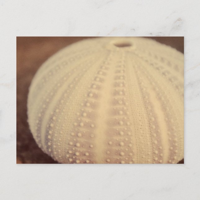Sea Urchin Postkarte (Vorderseite)