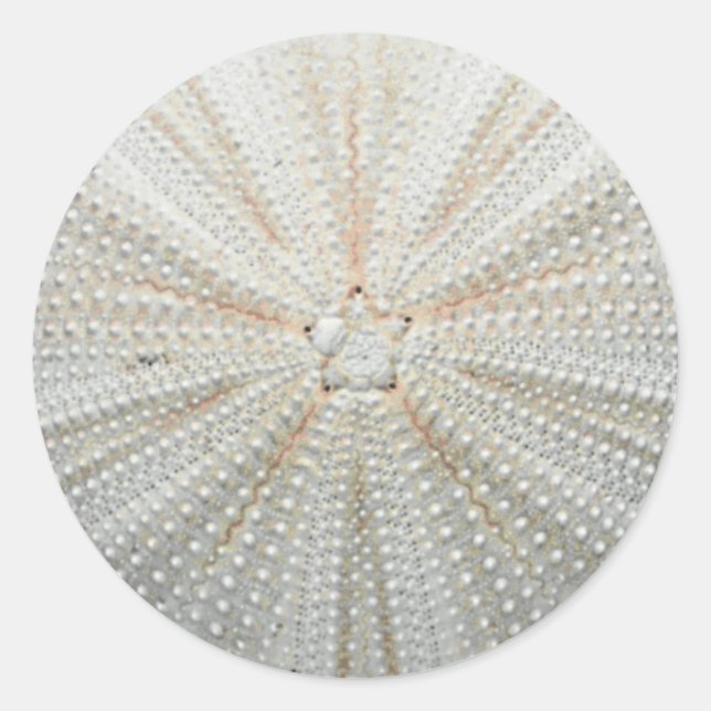 Sea Urchin Stickers (Vorderseite)