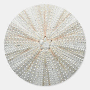 Sea Urchin Stickers