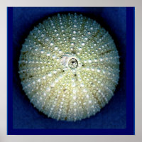 Sea Urchin Wall Poster