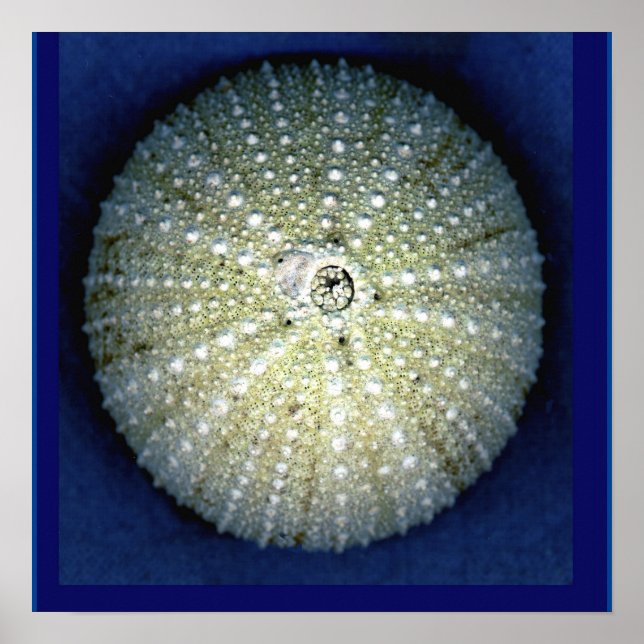 Sea Urchin Wall Poster (Vorne)