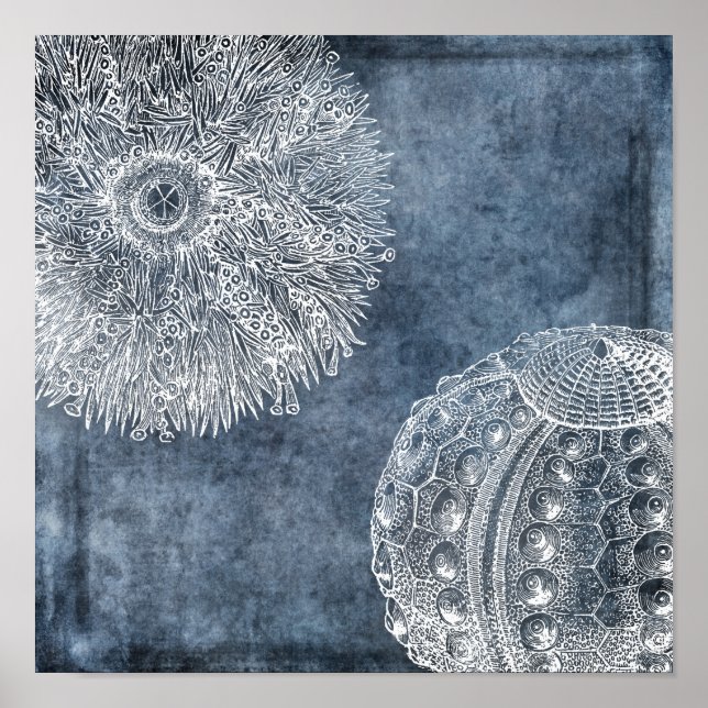 Sea Urchin Watercolor Ocean Navy Blue White Poster (Vorne)