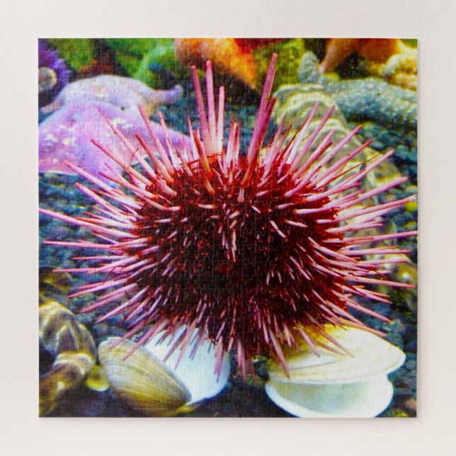 Sea Urchins (Vertikal)