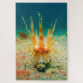 Sea Urchins