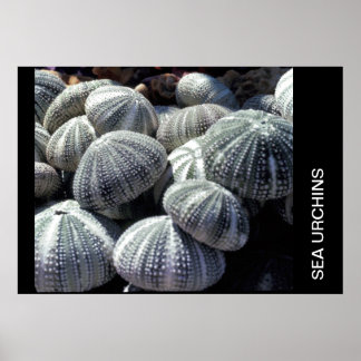 SEA URCHINS POSTER