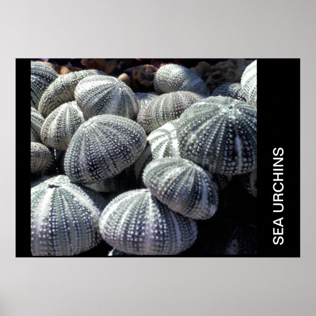 SEA URCHINS POSTER (Vorne)