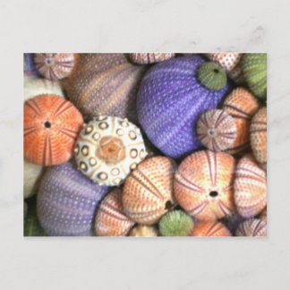Sea Urchins Postkarte