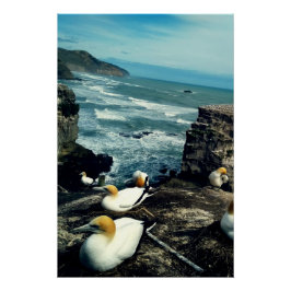 Seabird Australasian Gannets Breeding Foto Poster