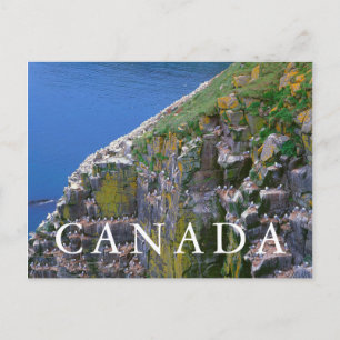 Seabird Colony on Rocky Cliff Postkarte