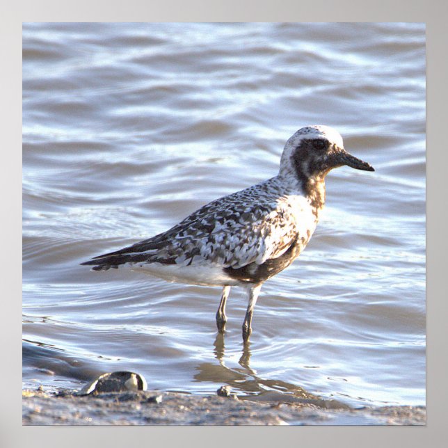 Seabird in Ocean Foto Poster (Vorne)