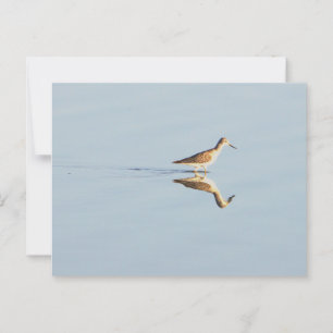 Seabird Refection Foto Postkarte