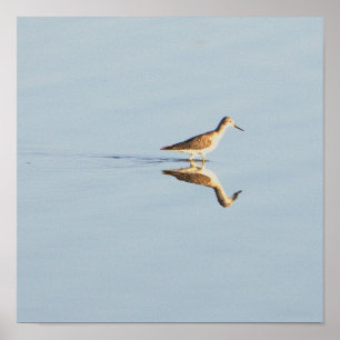Seabird Reflection Foto Poster
