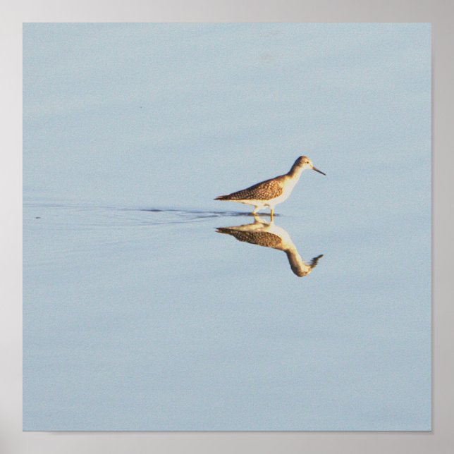 Seabird Reflection Foto Poster (Vorne)