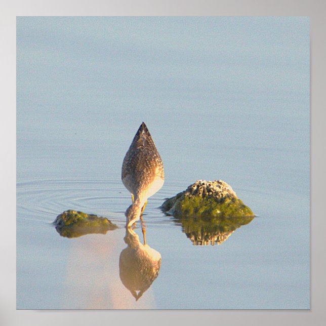 Seabird Reflection Foto Poster (Vorne)