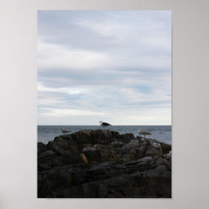 Seabrook Gulls Poster