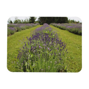 Seafoam Lavender Farm Magnet