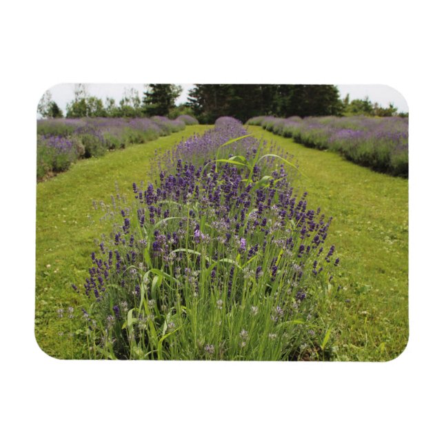 Seafoam Lavender Farm Magnet (Horizontal)