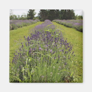 Seafoam Lavender Farm Magnet