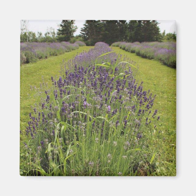 Seafoam Lavender Farm Magnet (Vorne)