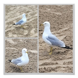 Seageln am Strand Fotodruck