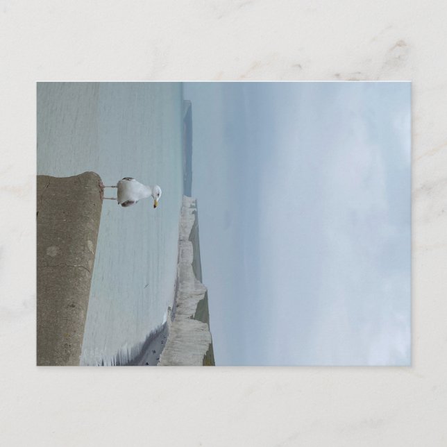 Seagul and white cliffs of Seven Sisters, UK Postkarte (Vorderseite)