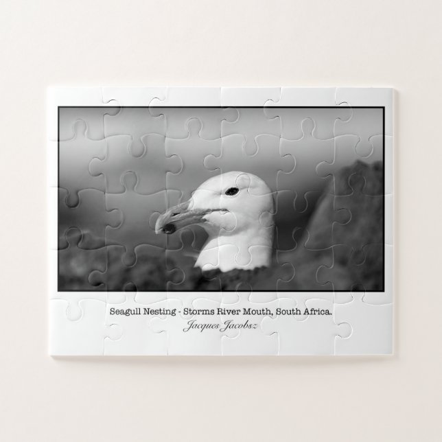 Seagul Nisting (Horizontal)