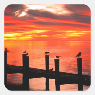 Seagulas bei Fort Myers Florida Quadratischer Aufkleber