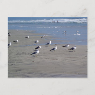 SEAGULEN AM STRAND POSTKARTE