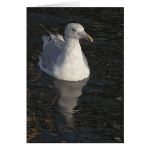 Seagull