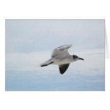 Seagull