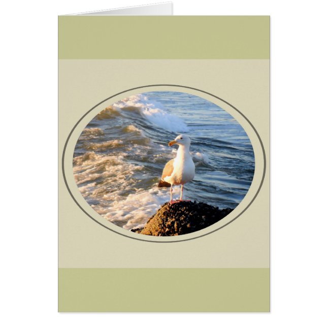 Seagull (Vorne)