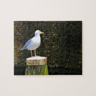 Seagull