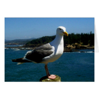 Seagull