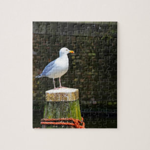 Seagull