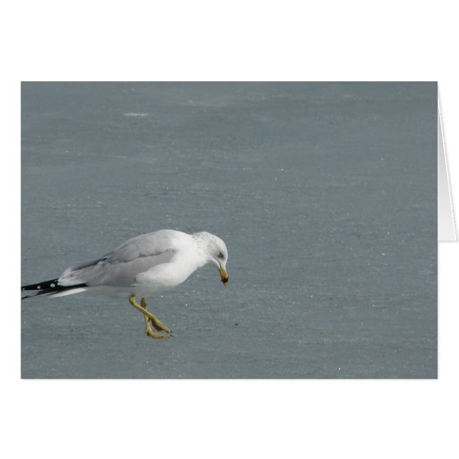 Seagull (Vorderseite (Horizontal))