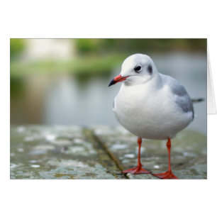 Seagull