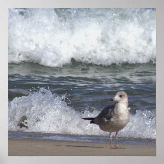 Seagull am Beach Poster (Vorne)