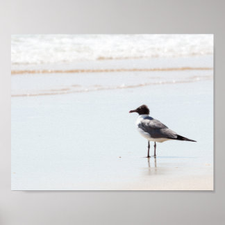 Seagull am Beach Poster