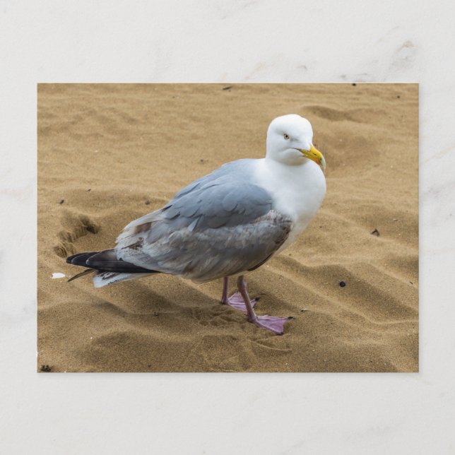 Seagull am Sandstrand Postkarte (Vorderseite)