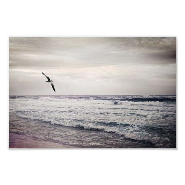 Seagull am Strand Fotodruck (Vorne)