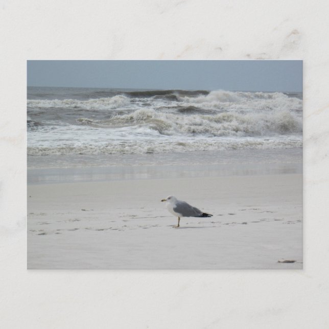 Seagull am Strand Postkarte (Vorderseite)